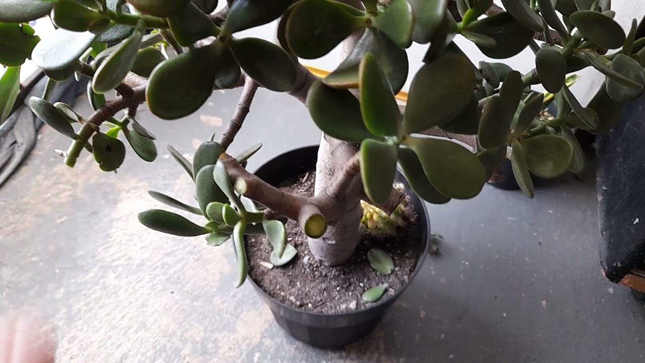 como podar el arbol de jade