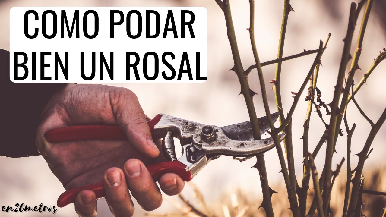 como podar las rosas en invierno