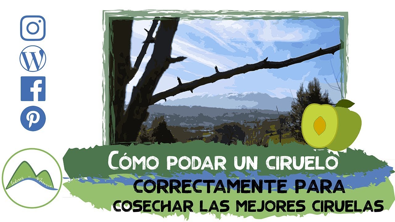como podar un arbol de ciruelo