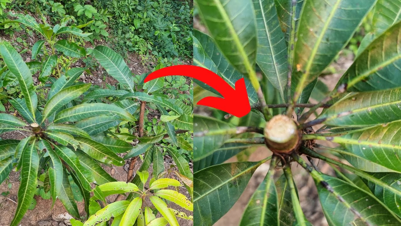 como podar un arbol de mango