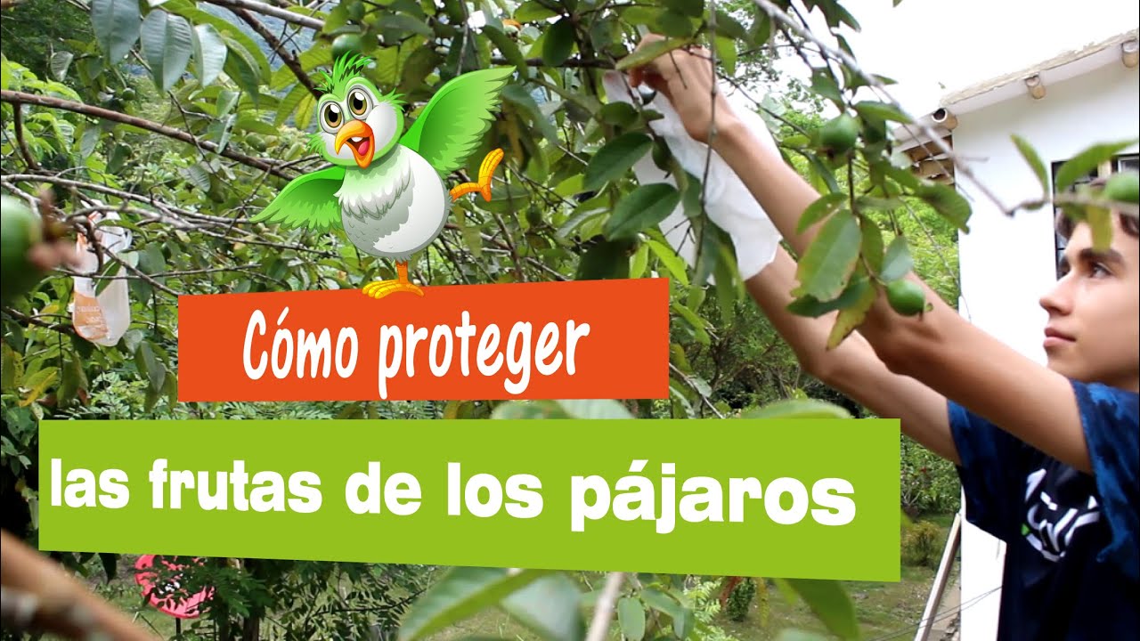 como proteger arboles frutales de los pajaros
