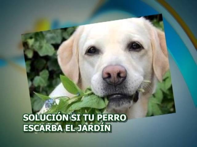 como proteger el jardin de los perros