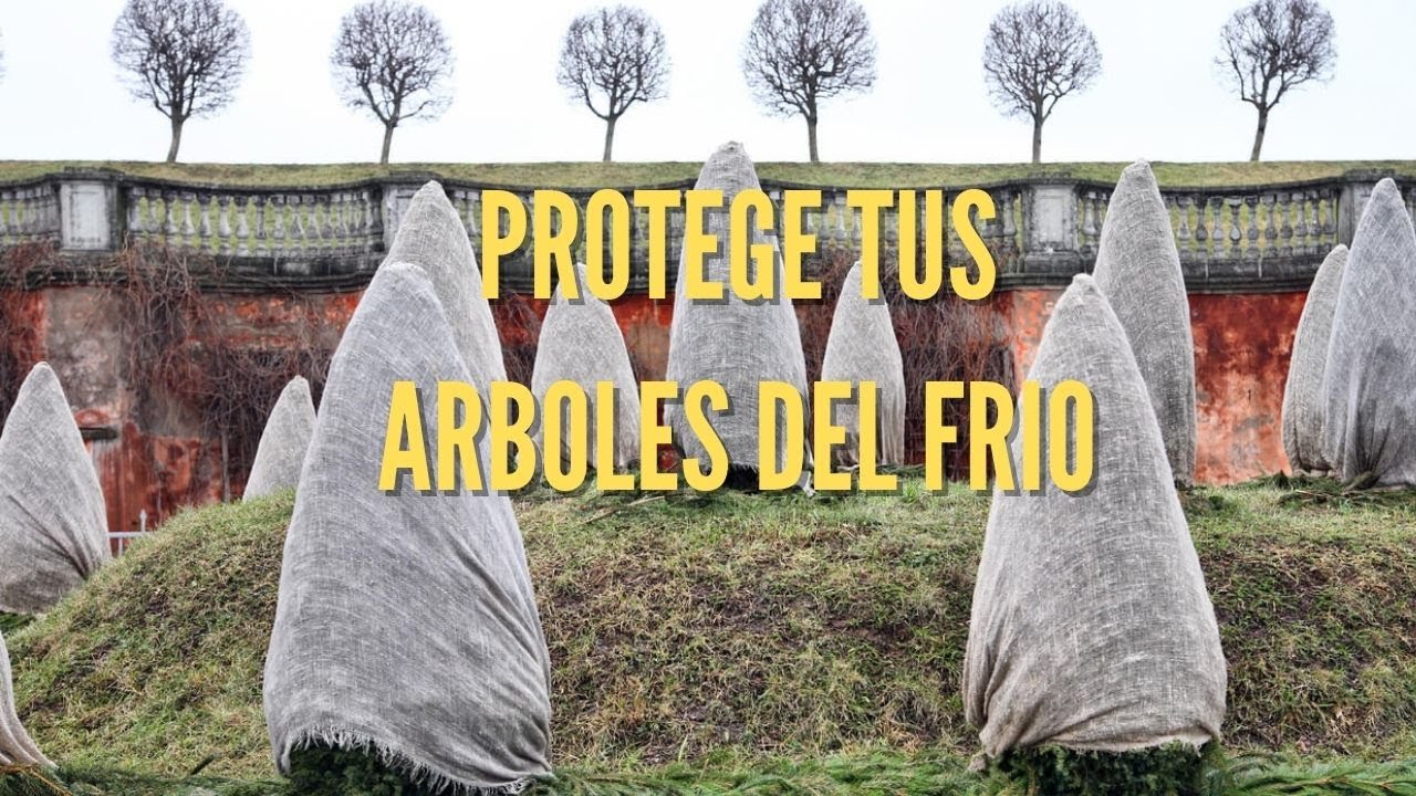 como proteger un arbol de frio