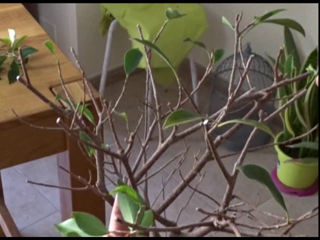 como recuperar un ficus que se le caen las hojas