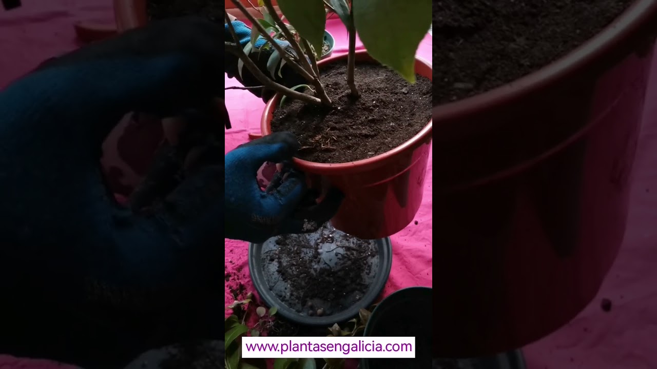 como recuperar una camelia que se le caen las hojas