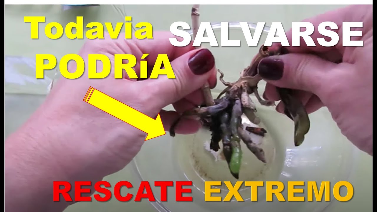 como recuperar una orquídea sin hojas