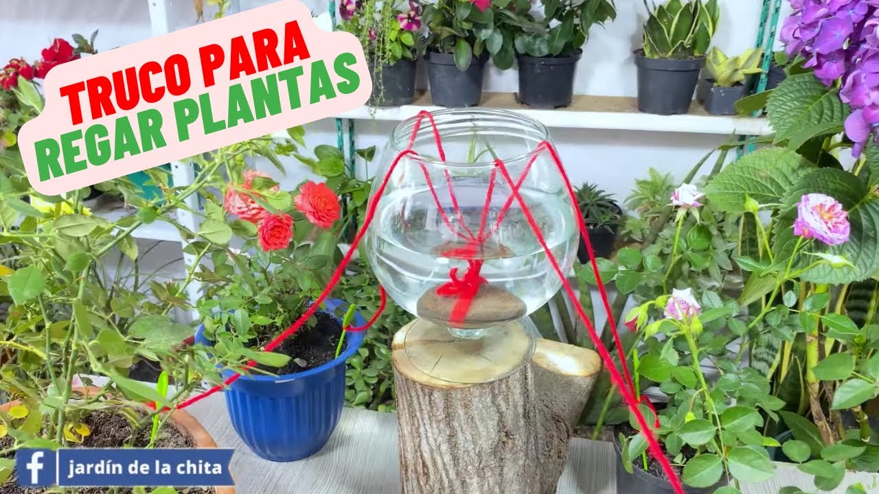como regar las flores en vacaciones