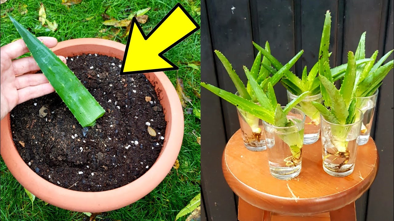 como reproducir aloe vera por hojas