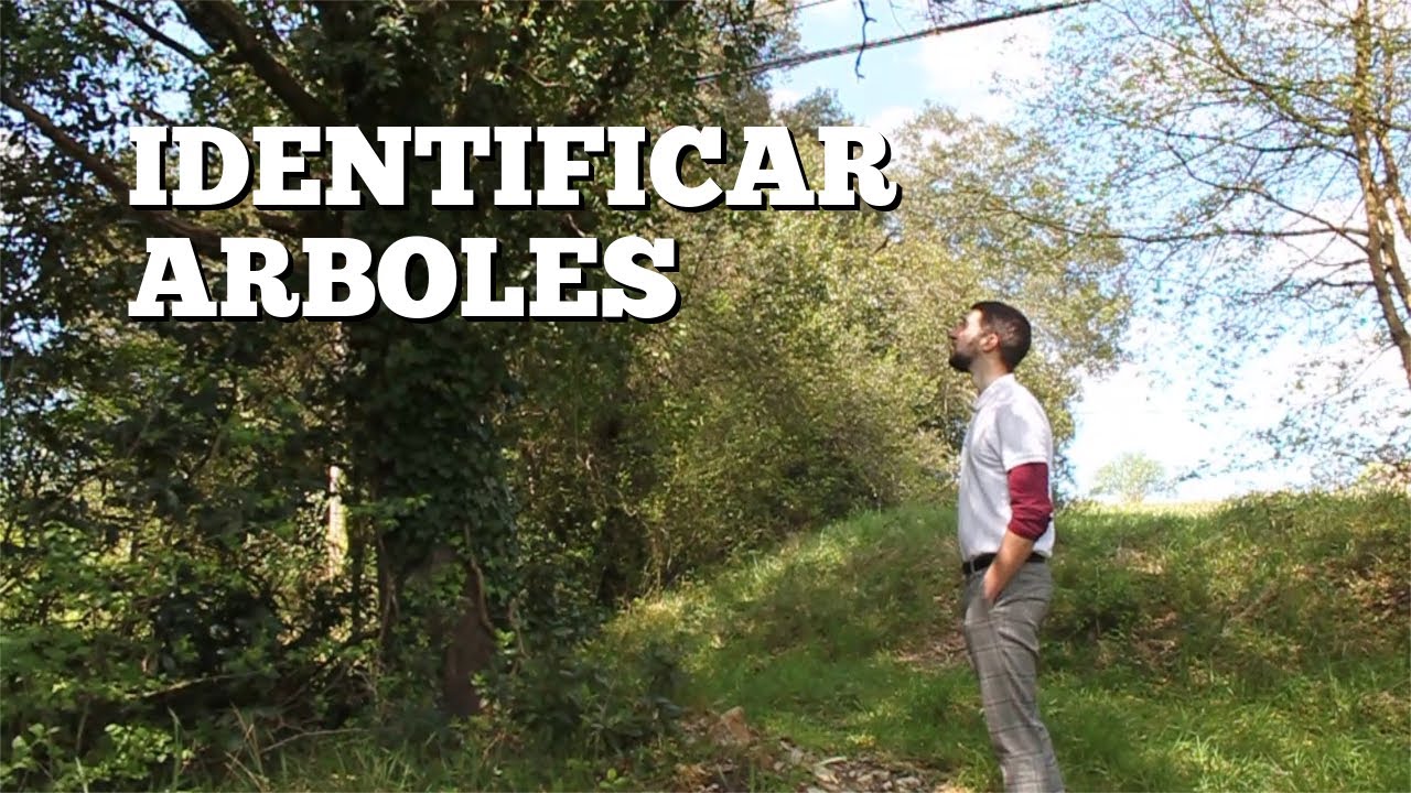 como saber de que arbol es una hoja