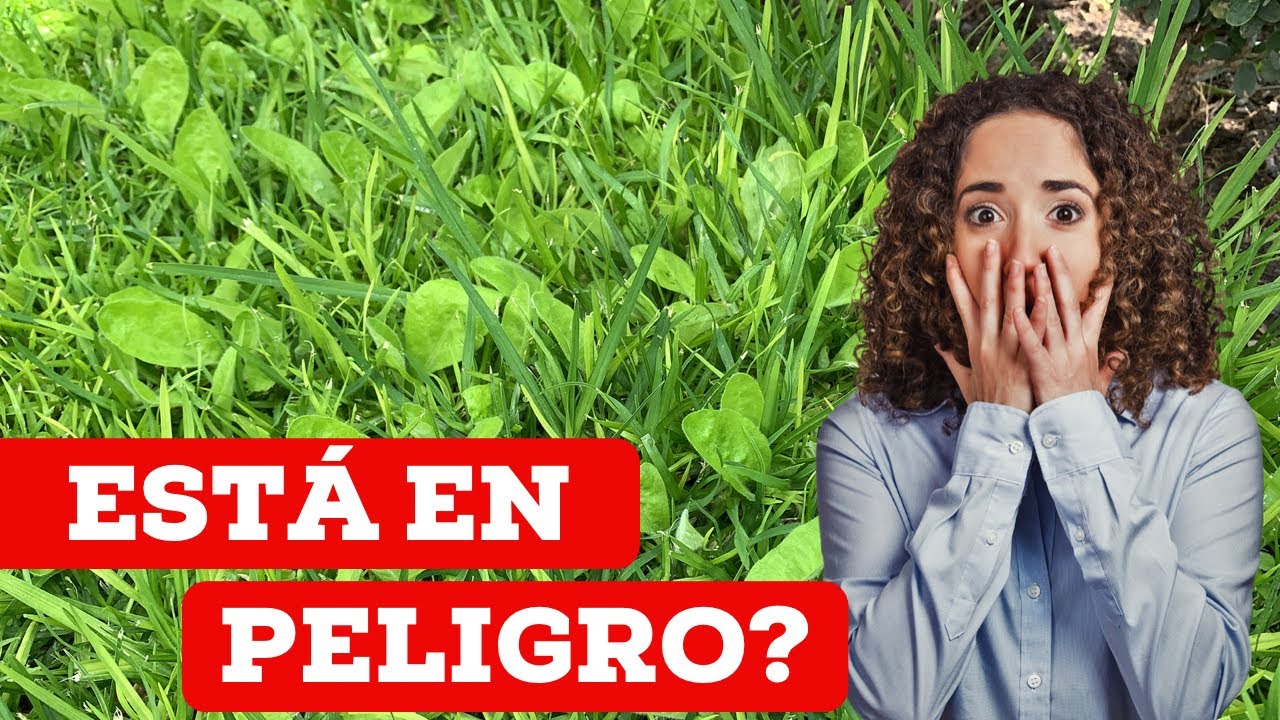 como sacar la mala hierba del jardin