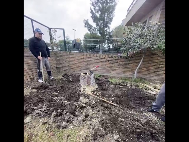 como sacar raices de arboles grandes