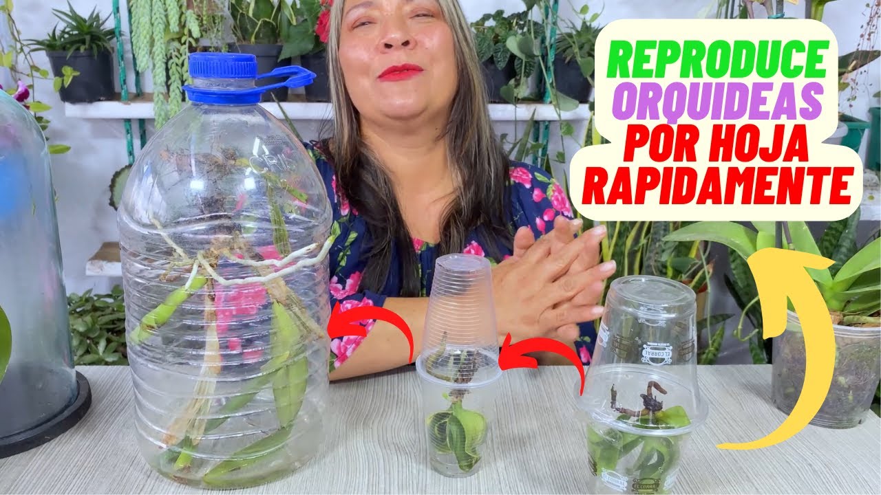 como sacar raiz de una hoja de orquidea