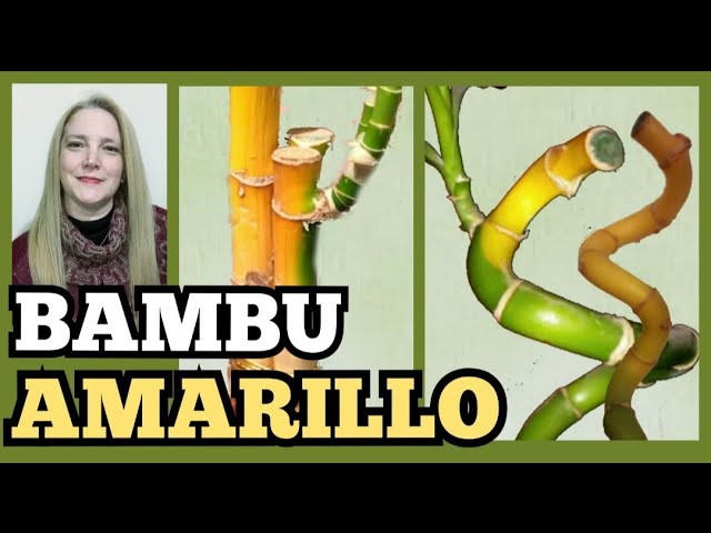 como salvar un bambú con hojas amarillas