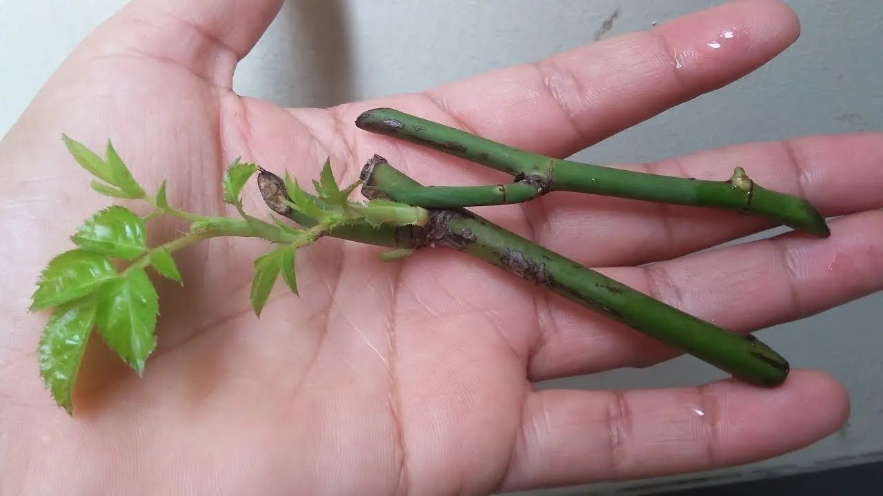como se cultivan las rosas en casa