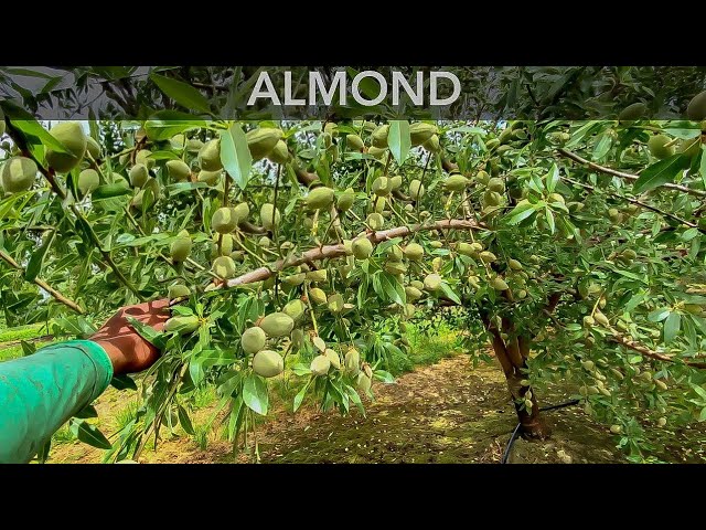 como se llama el arbol de las almendras