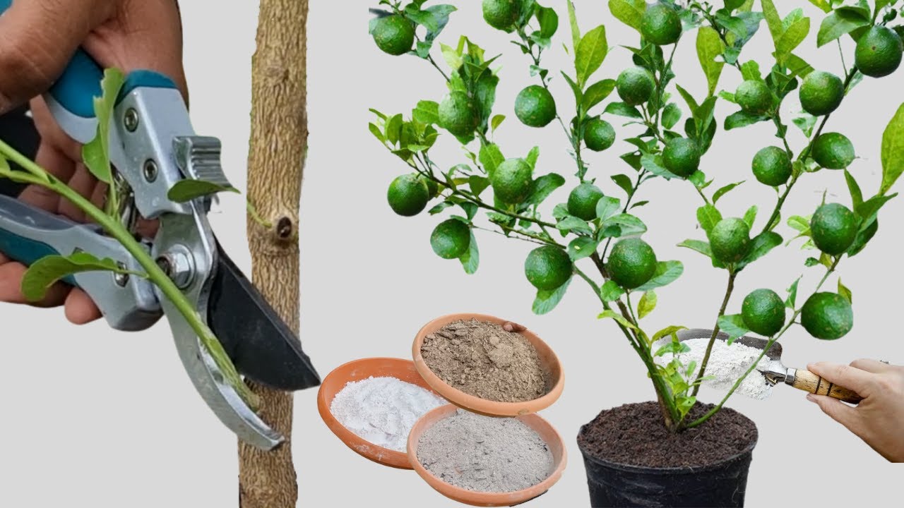 como se llama el arbol de limon