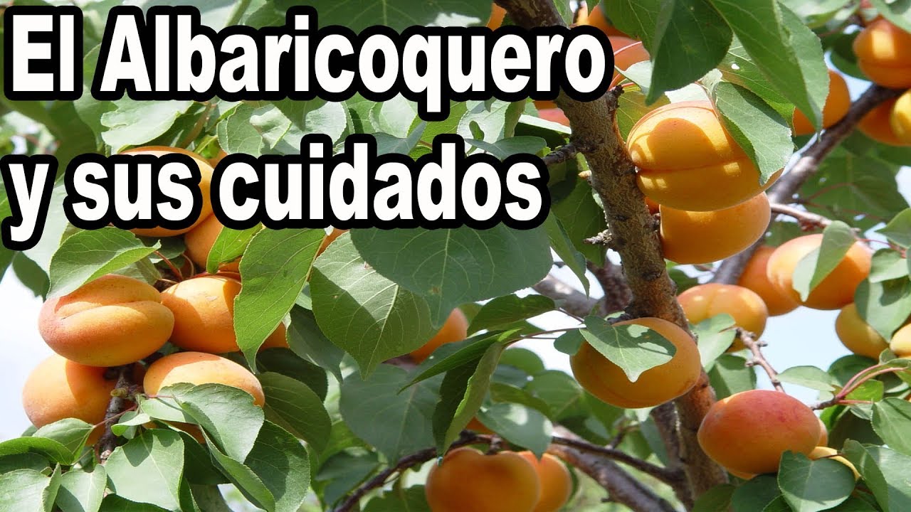 como se llama el arbol del albaricoque
