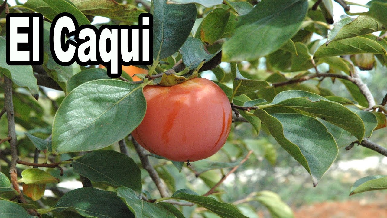 como se llama el arbol del caqui