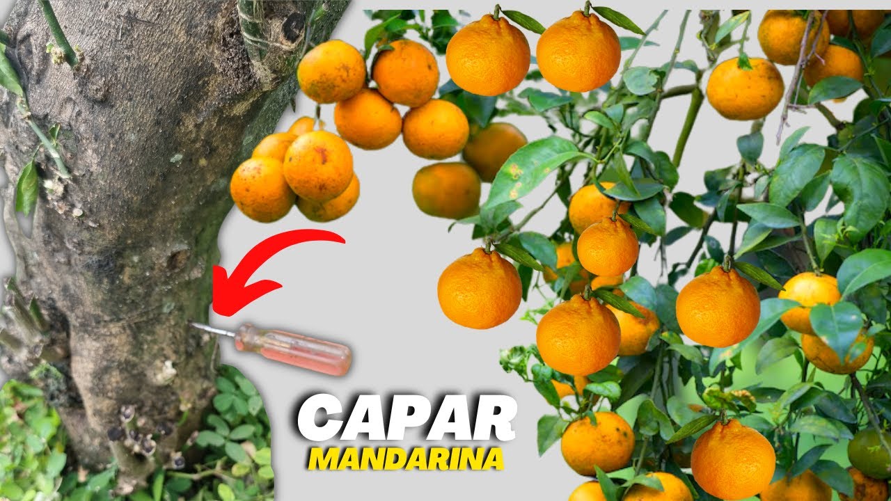 como se llama el arbol que da mandarinas