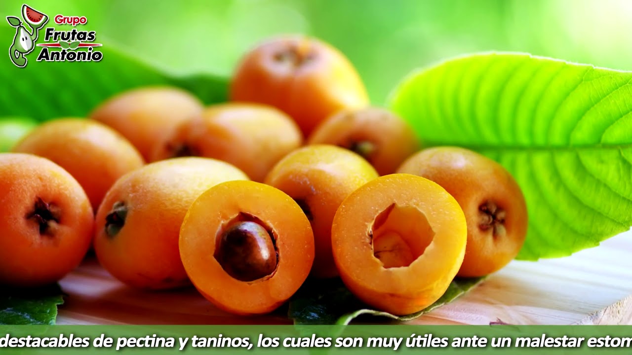 como se llama el arbol que da nisperos