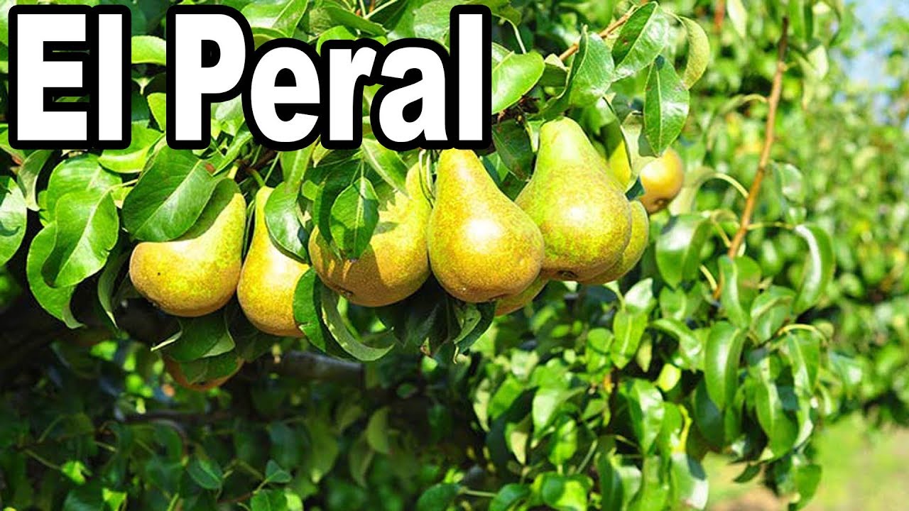 como se llama el arbol que da pera