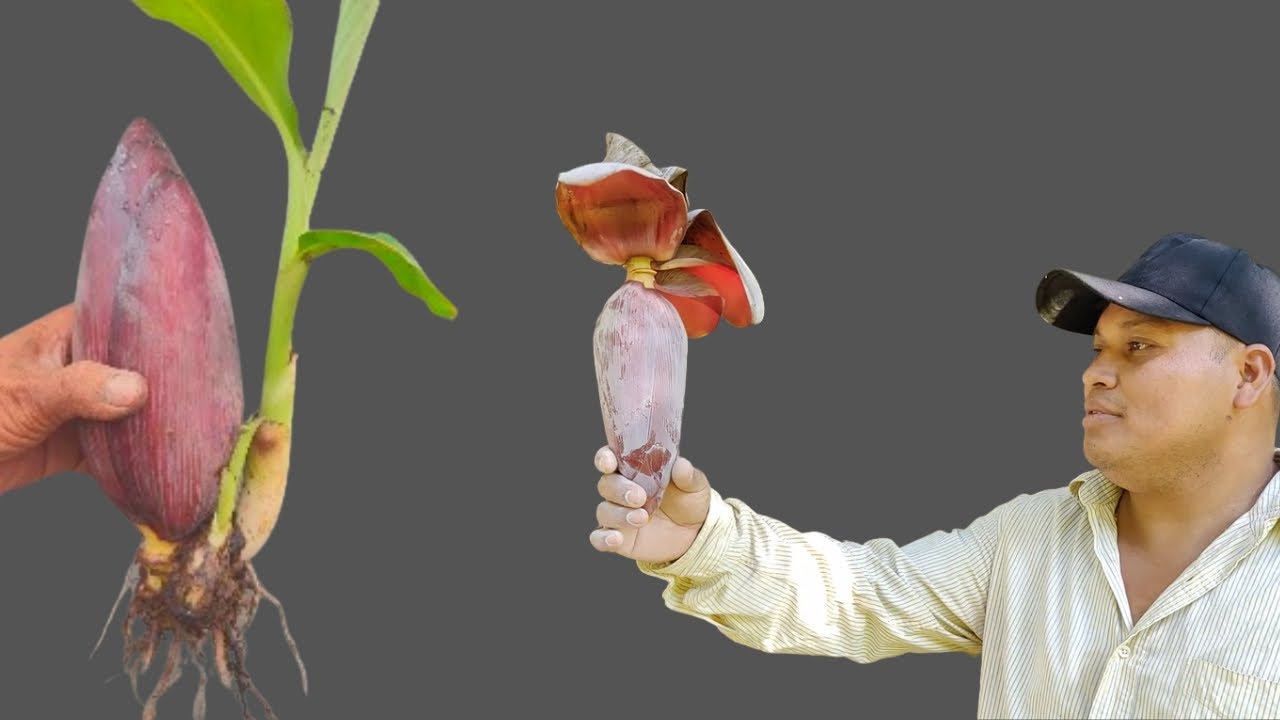 como se llama el arbol que da platanos