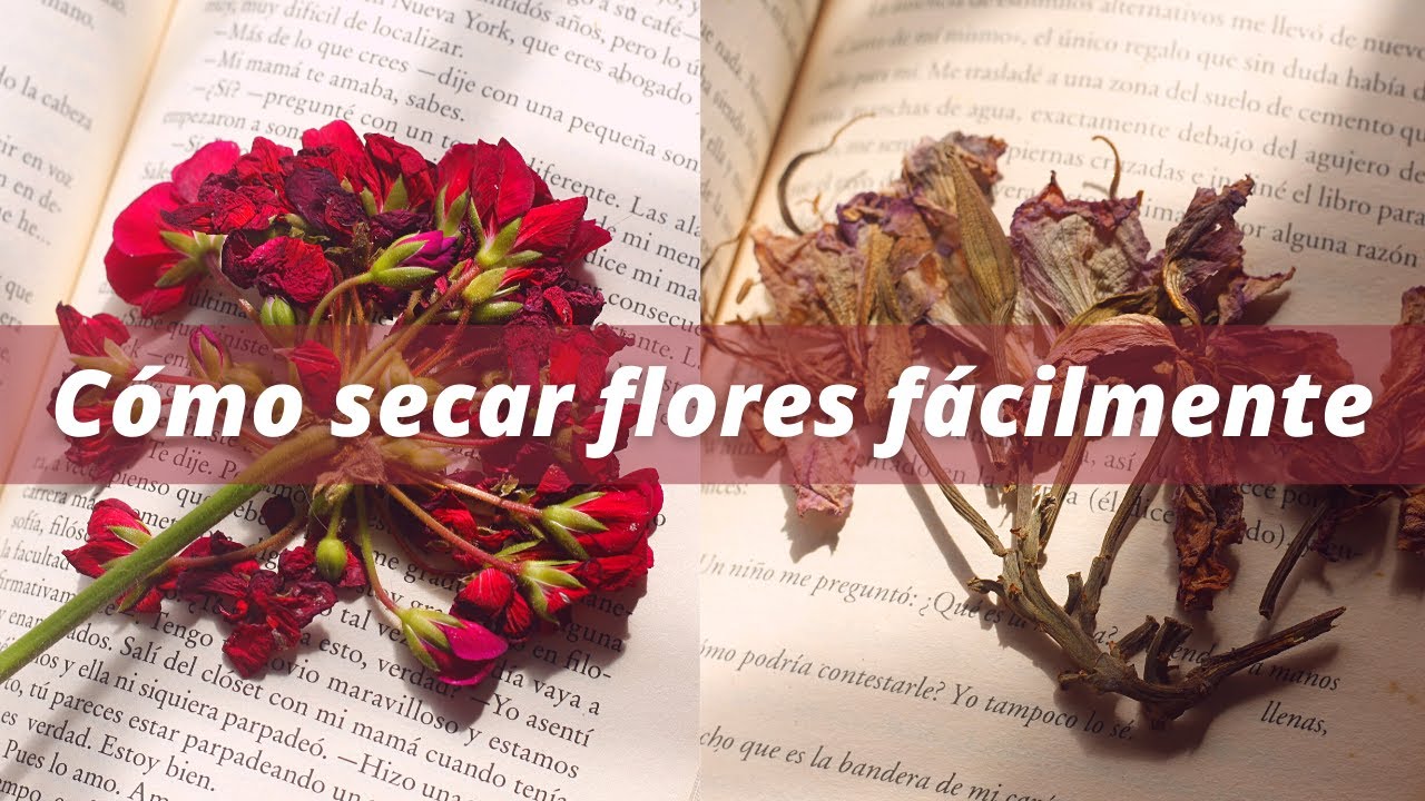 como secar una rosa con un libro