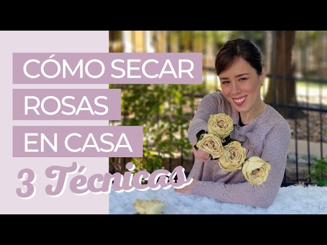 como secar una rosa sin que pierda el color
