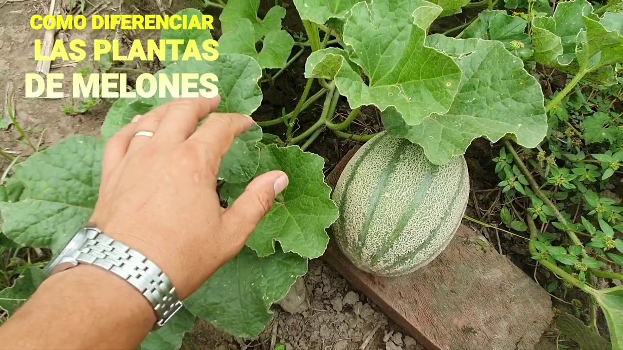 como son las hojas de melon