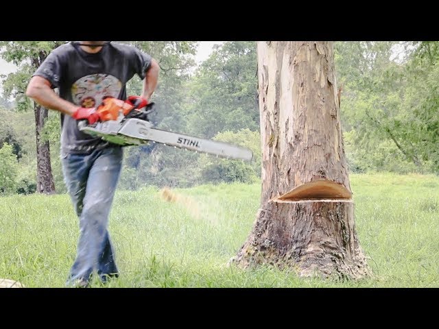 como talar un arbol con motosierra