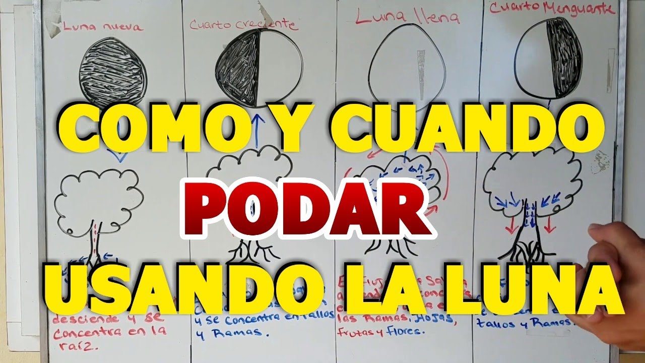 con que luna se podan los arboles