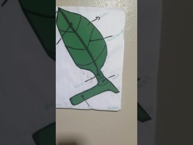 conjunto de nervios de una hoja