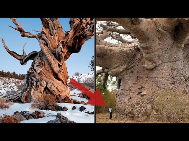 cual es el arbol mas fuerte del mundo