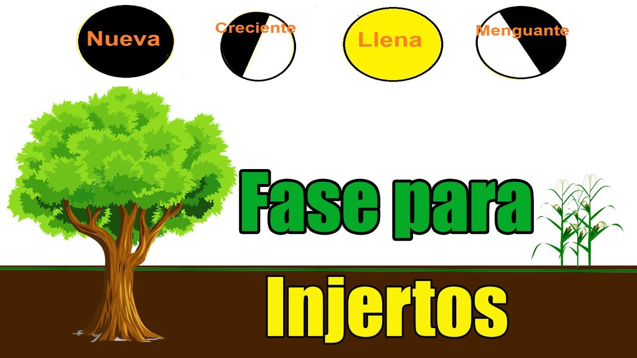 cual es la mejor epoca para hacer injertos