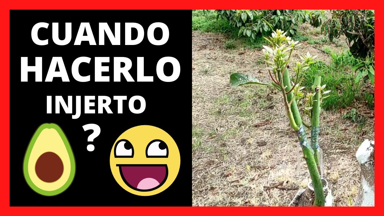cual es la mejor epoca para injertar aguacate