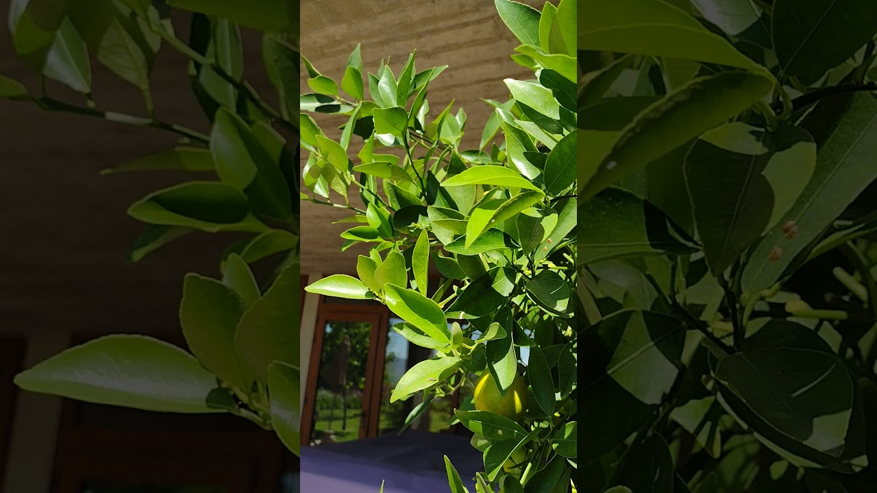 cual es la mejor epoca para injertar naranjos