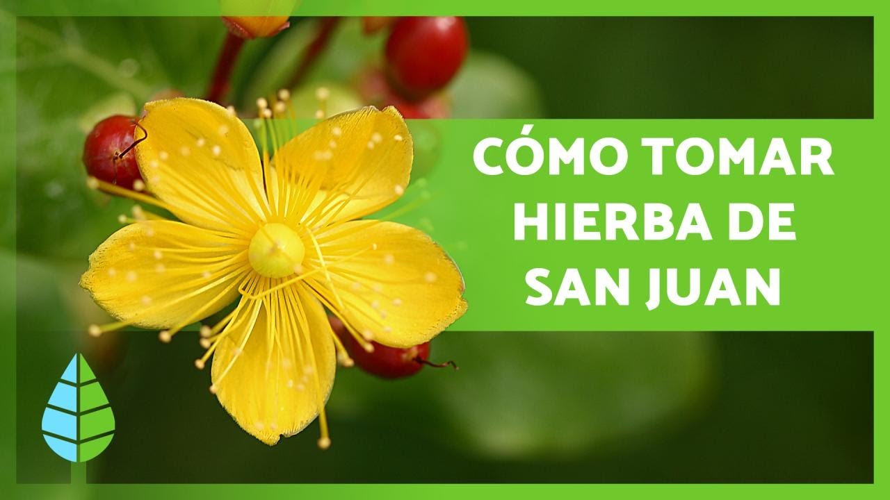 cuales son las flores de san juan