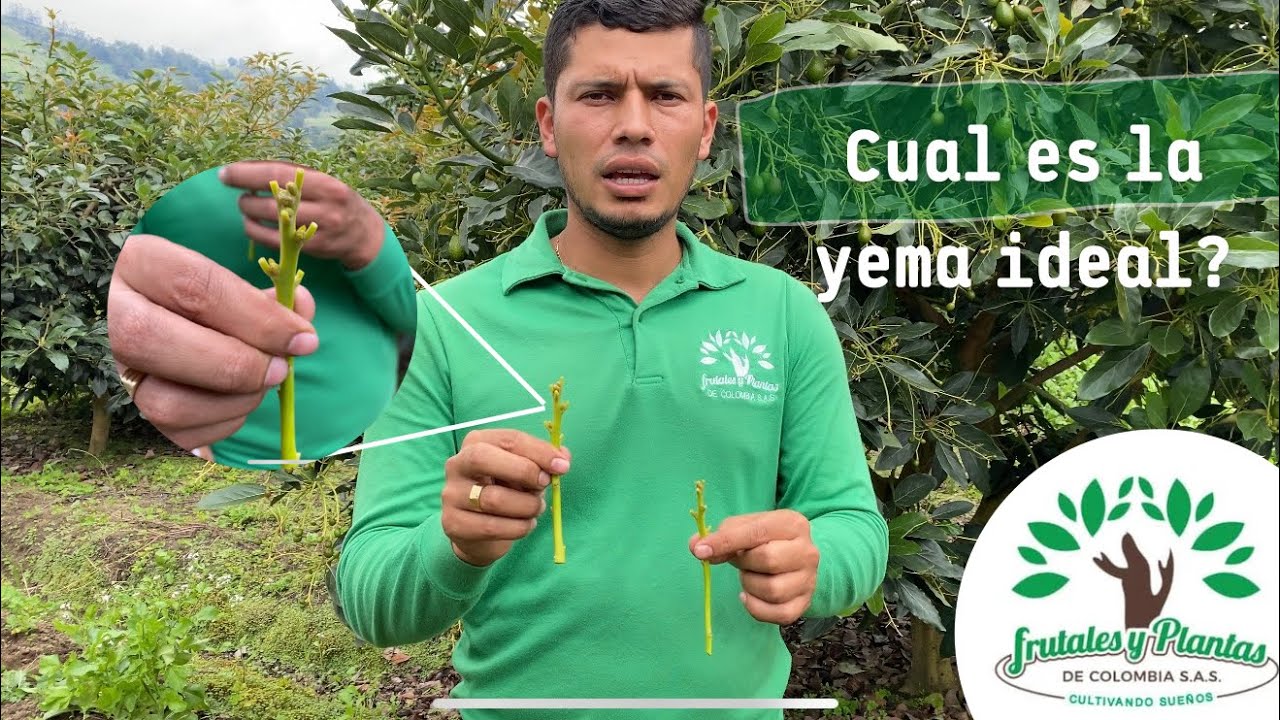 cuales son las mejores yemas para injertar
