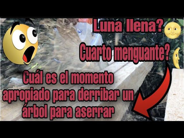 cuando cortar arboles segun la luna