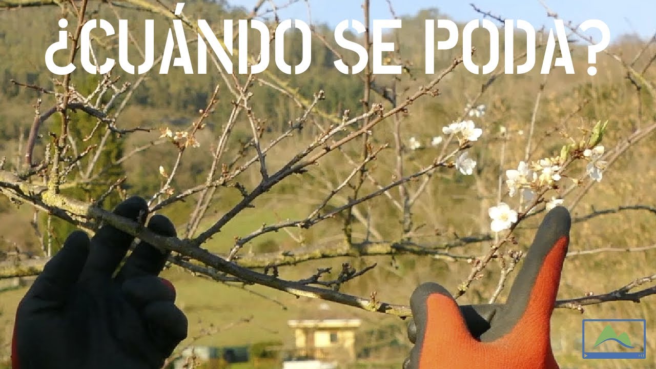 cuando es la temporada de podar arboles