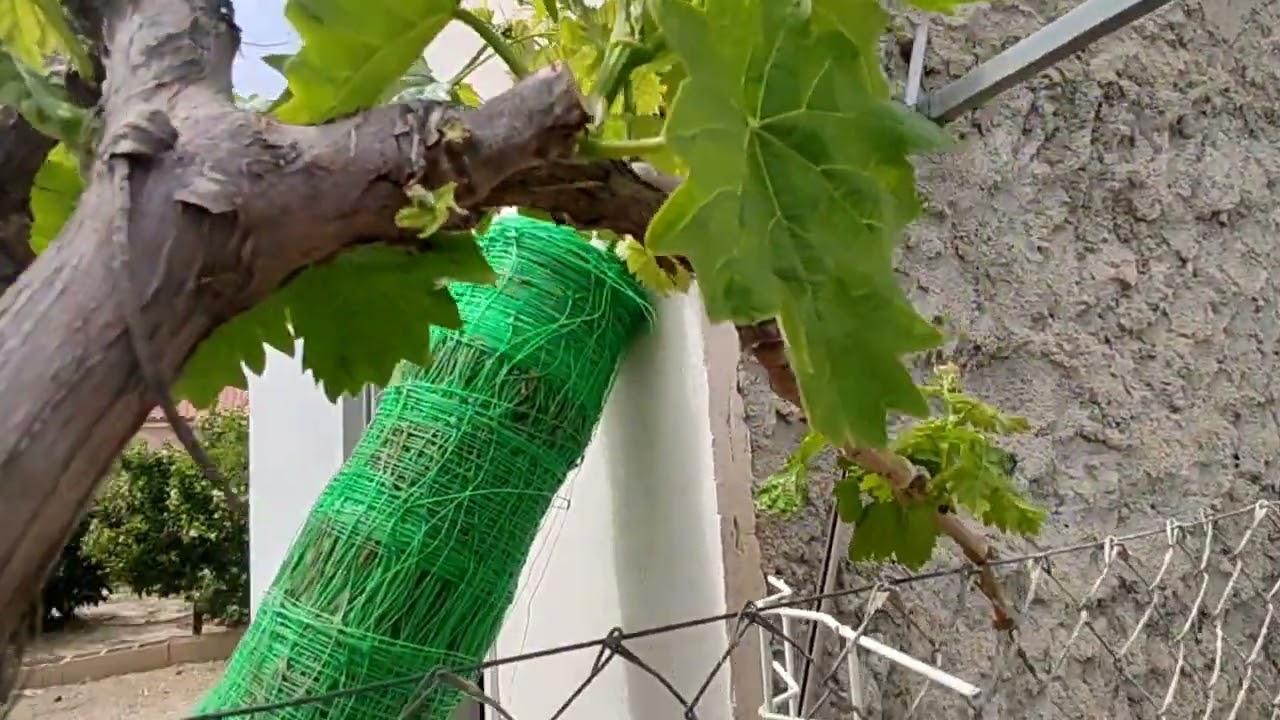 cuando hay que sulfatar una parra