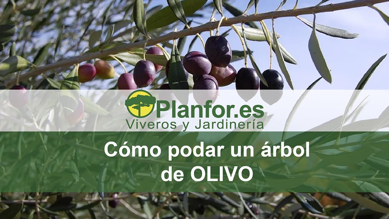 cuando podar un olivo de jardín