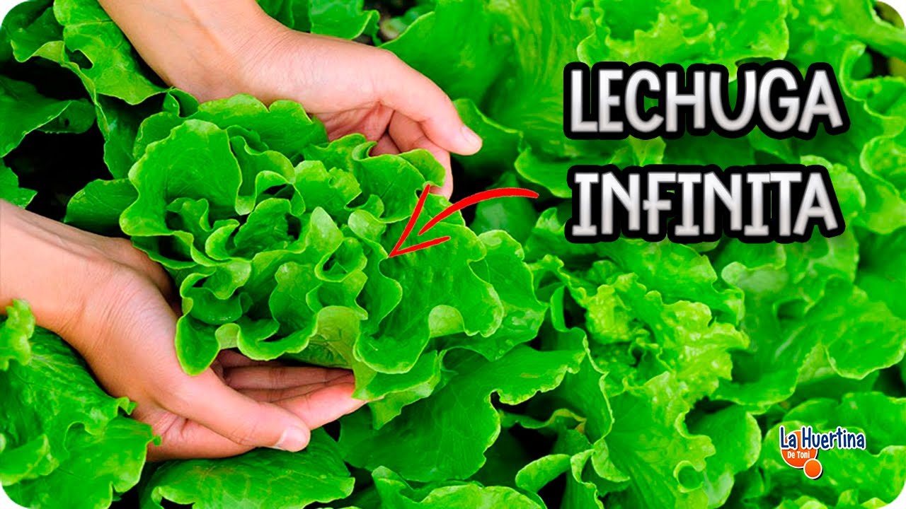 cuando recolectar lechuga hoja de roble