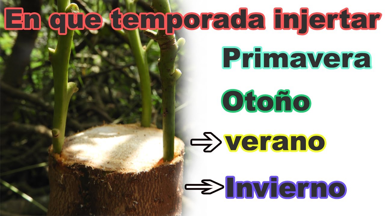 cuando se debe injertar el aguacate