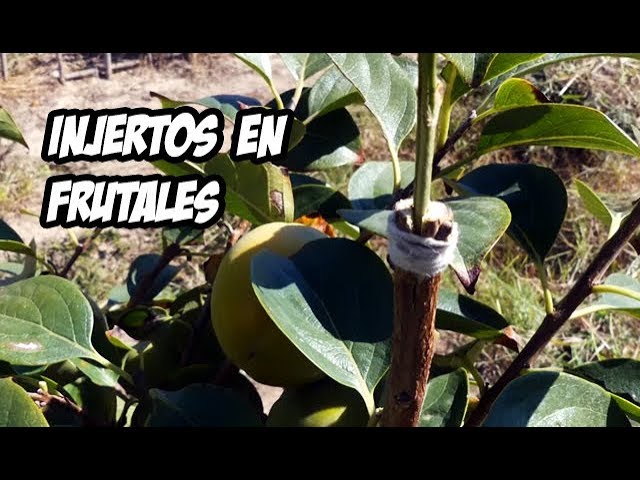 cuando se hacen los injertos en arboles frutales
