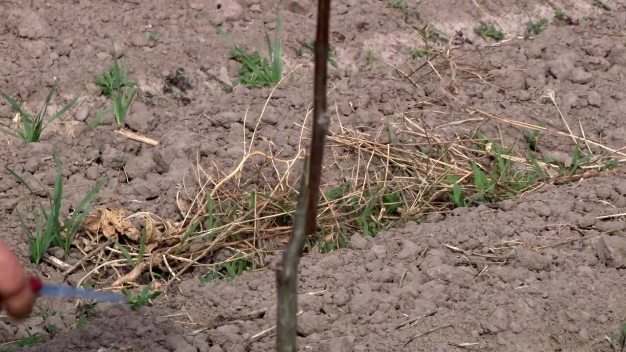 cuando se injertan los nogales en españa