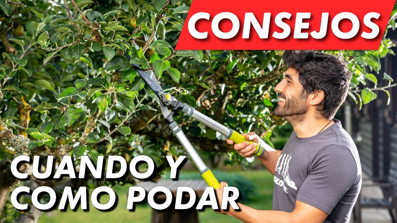 cuando se podan los arboles de hoja caduca