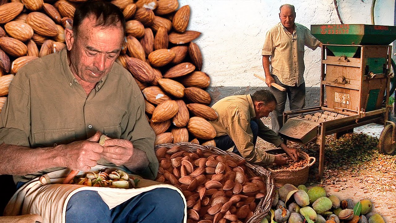 cuando se recogen las almendras del arbol