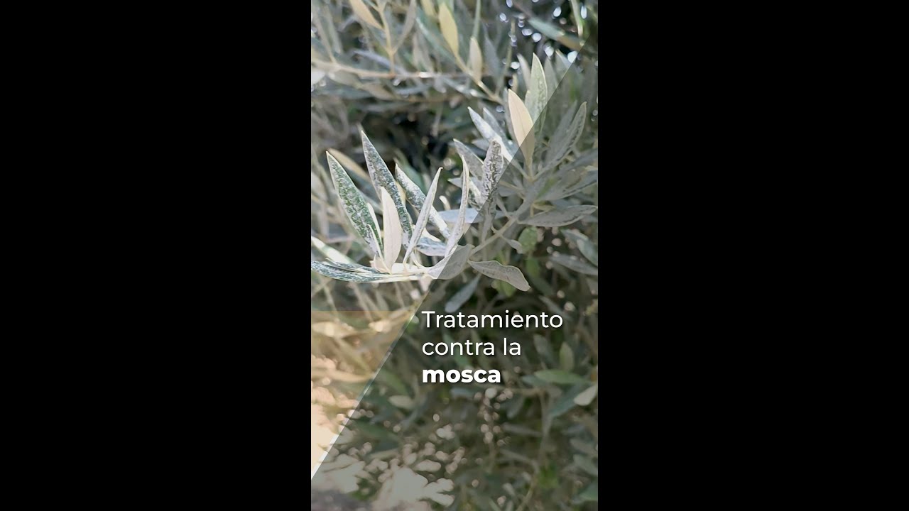 cuando sulfatar los olivos para la mosca