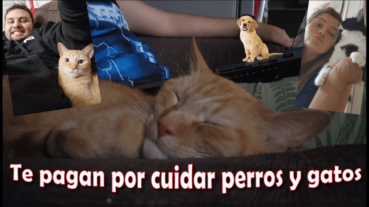 cuanto cobran por cuidar un perro por día